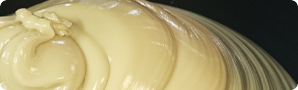 200℃通用高溫潤滑脂